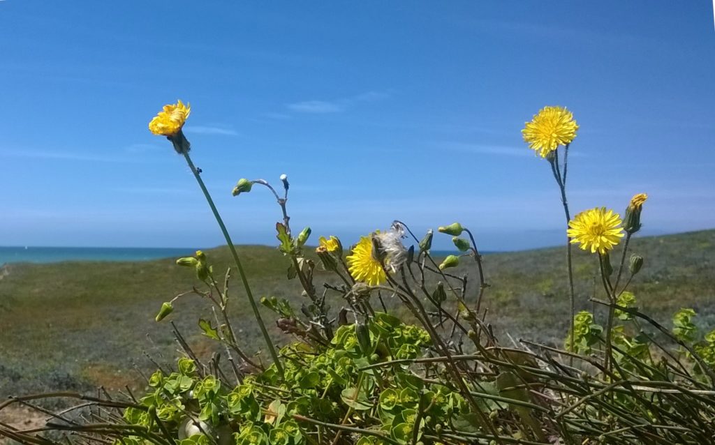 fleures sur fond de rivage